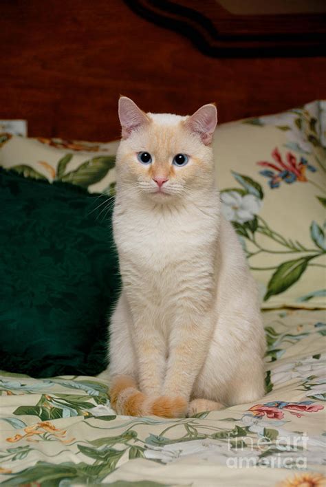 Flame Point Siamese Cat Personality British Shorthair