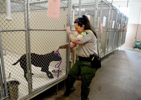 Ct Animal Shelters Filling Up As Fewer People Are Adopting Pets