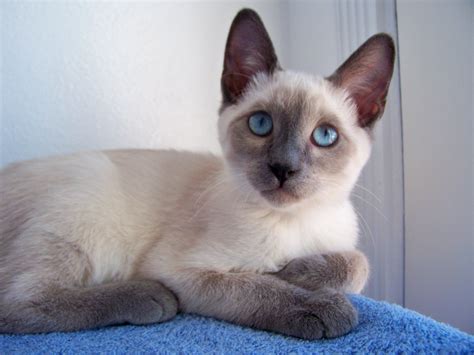 Jystyce A Blue Point Siamese Kitten Abyssinian Cats Cat Lady