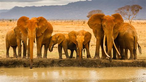 Elephants Africa Wallpaper 1920x1080 12870
