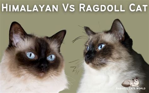 Ragdolls Vs Himalayan Cats Whats The Difference