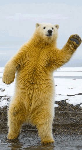 Bear Dancing  Find And Share On Giphy