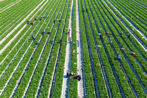 Farm Workers Picking Ripe Strawberries Into Small White Boxes Stock