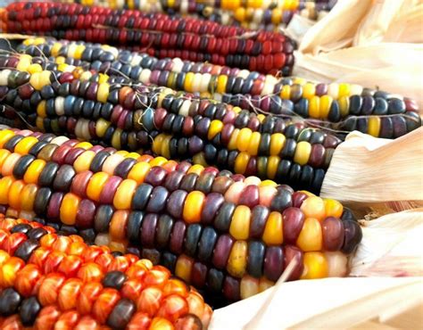 Rainbow Ornamental Corn Seeds Indian Maize Native American Etsy