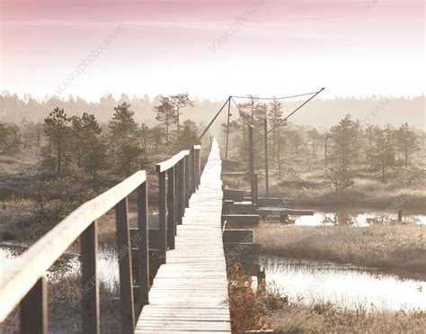 Wooden Boardwalk Over A Marsh Stock Image F0333663 Science Photo