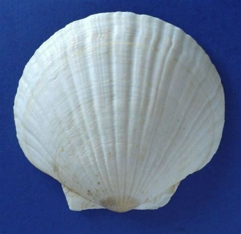Large Scallop White Ocean Sea Clam Shell Approx 6 14 Tall Ebay