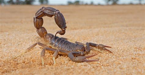 Scorpion Pictures Az Animals