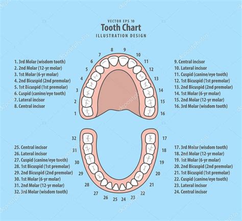 Tooth Chart With Number Illustration Vector On Blue Background — Stock