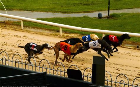 Cross Party Support To End Greyhound Racing In Wales