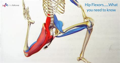 Anatomy Of Hip Flexor Muscle