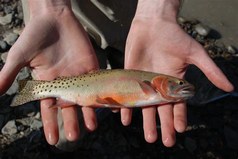Colorado River Cutthroat Trout Trout Unlimited