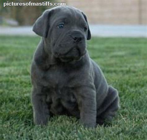 17 Best Images About Mastiffs On Pinterest Puppys Be