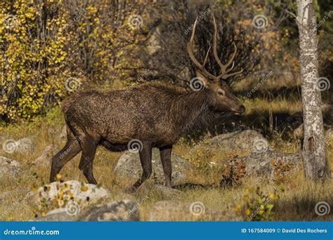Young Male Elk Walking At The Forest`s Edge Stock Image Image Of