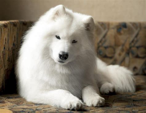 Samoyed Dog Breed History And Some Interesting Facts