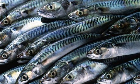 Fibers, fish gt, mackerel, fish cod, unga fish, sole fish, white shark. Mackerel gets a sustainable certification deal | Life and ...