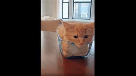 This Cute Kitten Looks Like A Loaf Of Bread Within Seconds Watch To Know How Trending