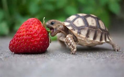 Cute Animals Eating Berries Become Cute Monsters