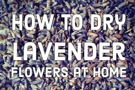 You can hang dry flowers in a closet, attic, dry cellar, garage, outdoor shed, or anywhere that is dry. Drying Lavender: How to Dry Lavender Flowers at Home ...