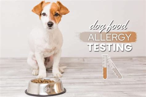Dog Food Allergy Tests Do They Work Are They Accurate Cost Best