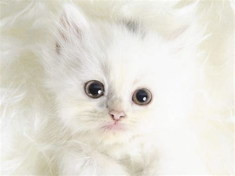 Cute Kittens And Cats Photos Cute White Kittens Kittens And Cats