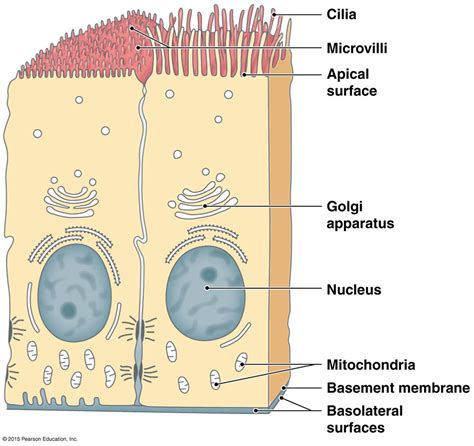 Apical Surface Of Epithelial Cells Human Anatomy And Physiology