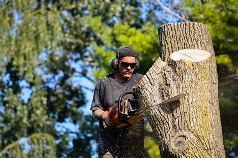 Tree Removal | Any Tree Removed