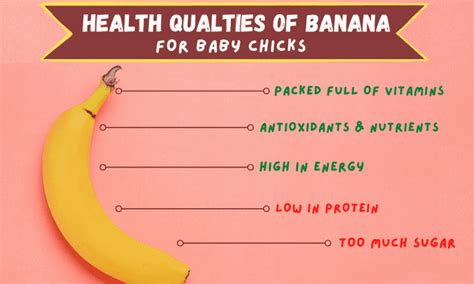 Can Baby Chicks Eat Banana From What Age Feeding Guide