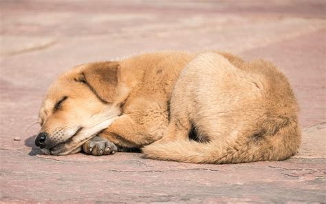 Free Stock Photo Of Sleeping Dog