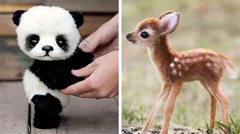 10 Cutest Baby Animals Of All Time Youtube