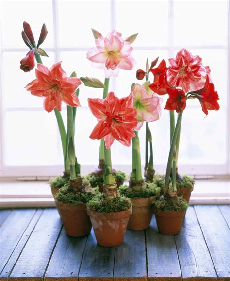 Amaryllis Plant Care And Growing Guide