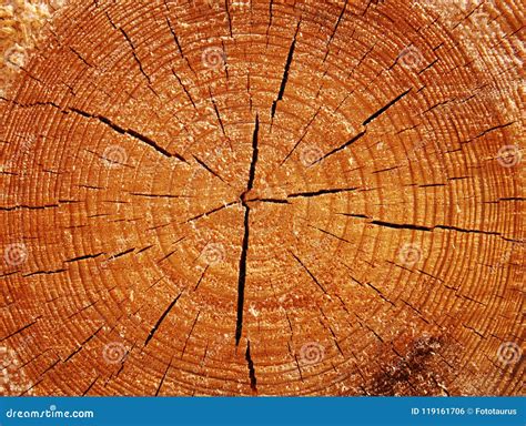 Original Wood Texture On The Cut Stock Photo Image Of Beautiful