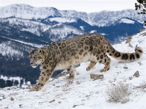 The Big Cats Decline Is Understated Making Numbers Of Snow Leopards In
