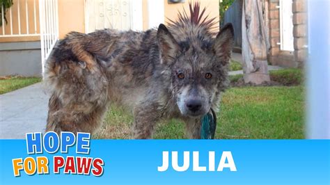 Julia A Wolf A Coyote A Dog This Rescue Is A Must See Funnydogtv