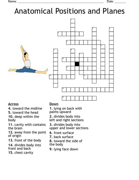 Anatomical Position Worksheet