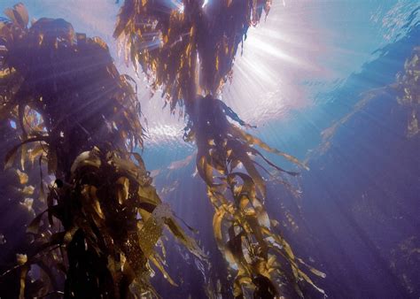 As Oceans Warm The Worlds Kelp Forests Begin To Disappear Yale E360