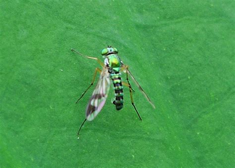 Green Long Legged Fly Austrosciapus Connexus