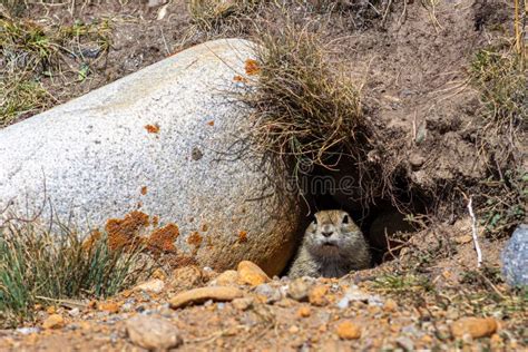 Gopher Peeps Out Of A Burrow Under A Stone Stock Image Image Of