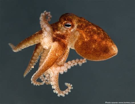 Interesting Facts About Octopuses Just Fun Facts
