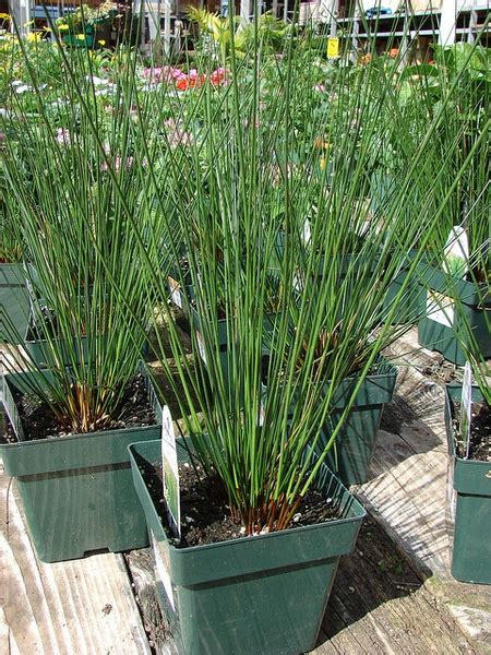 Juncus Effusus Common Rush Green Bull Rush Japanese Mat Rush Soft