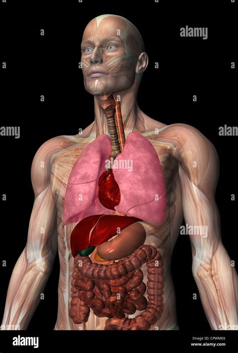 Anatomical Illustration Of The Human Body Stock Photo Alamy