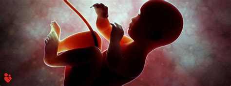 Anemia is a relatively normal finding in pregnancy. What are the causes of fetal anemia during pregnancy?
