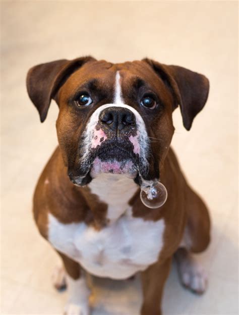 Royal canin has taken themselves as the legendary level by producing good quality. Every boxer dog EVER.... foods? For me? | Boxer dogs, Dogs and puppies, Dogs