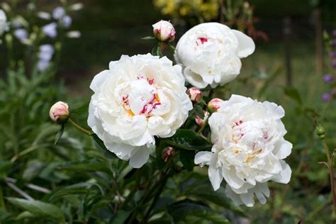 Growing White Peony Plants Choosing White Peony Flowers For The