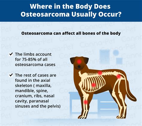 The causes for bone cancer are not yet well understood, but it is fairly easy to diagnose. Bone Cancer (Osteosarcoma) in Dogs | Canna-Pet