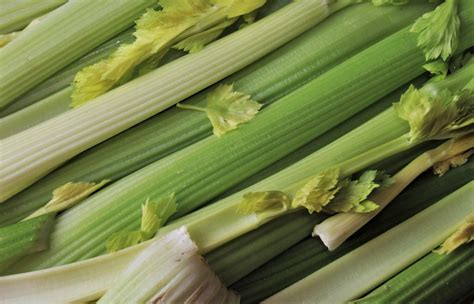 How To Grow Celery As Edible Plant Gardening Sun
