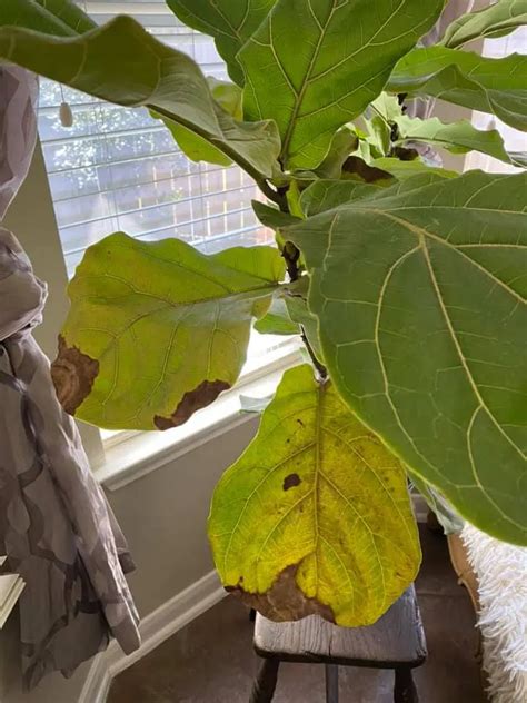 Stop Whats Causing Brown Spots On Fiddle Leaf Fig Leaves Quickly