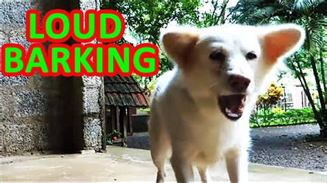 Dog Barking Sounds Very Loud Dog Bark Sound Effects Youtube