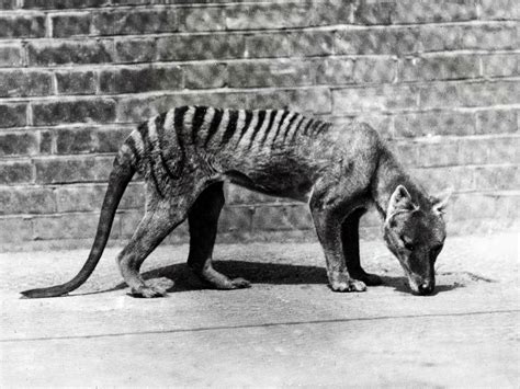 The Tasmanian Tiger Becomes Extinct Art And Design The Guardian