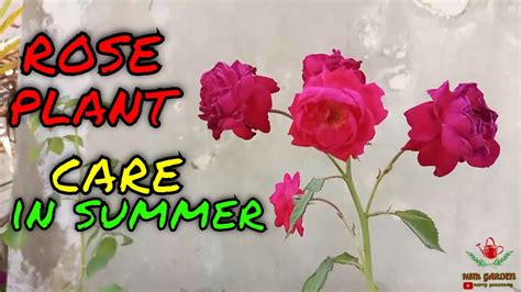 How To Care Rose Plant In Summer Summer Care For Rose Plant With Tips