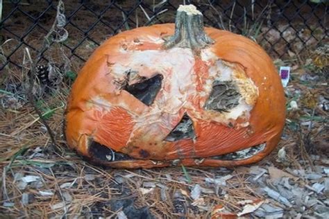 Ten Amazing Things You Can Do With Your Pumpkin After Halloween